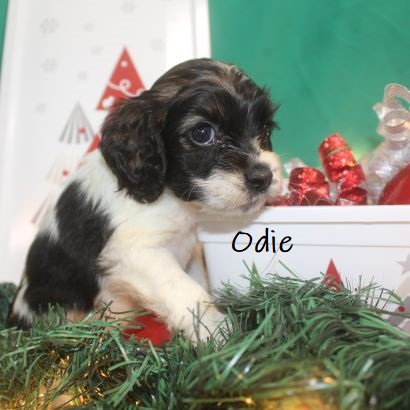 puppy, for, sale, Cocker Spaniel, Joe & Cherri  Overlease, dog, breeder, Miller, MO, dog-breeder, puppy-for-sale, forsale, nearby, find, puppyfind, locator, puppylocator, aca